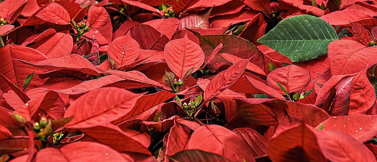 Tips to Prepare Your Home For the Holidays