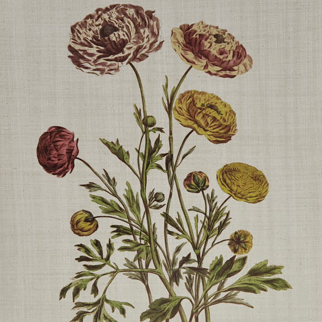 Herbal Botany (Set of 4)