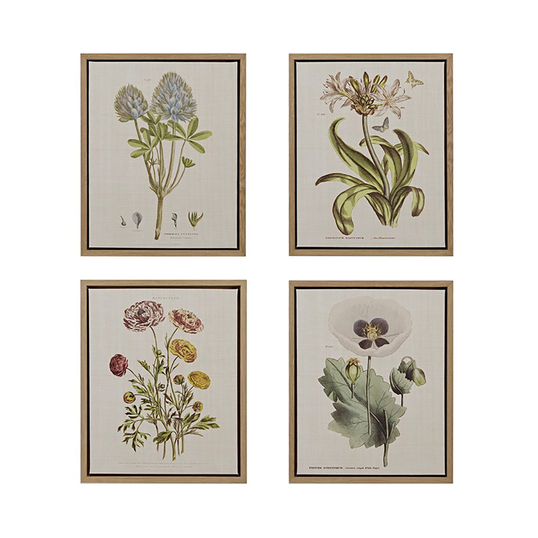 Herbal Botany (Set of 4)