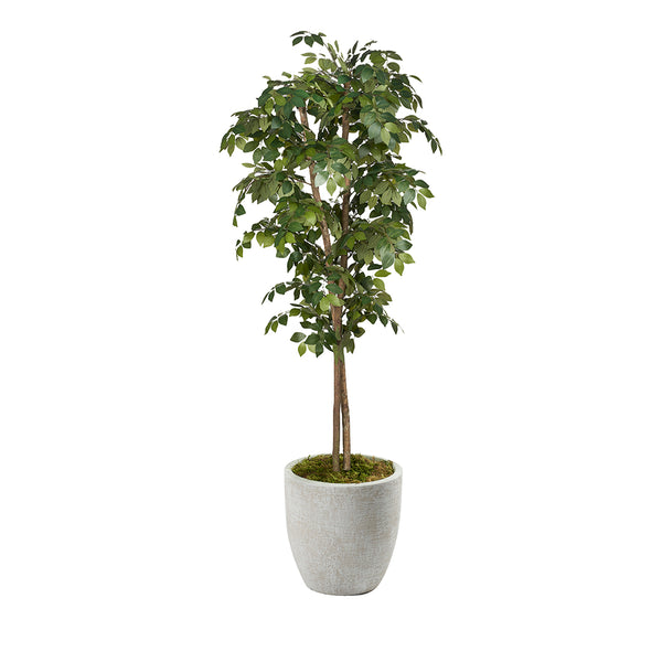 Black Olive Tree - 7ft