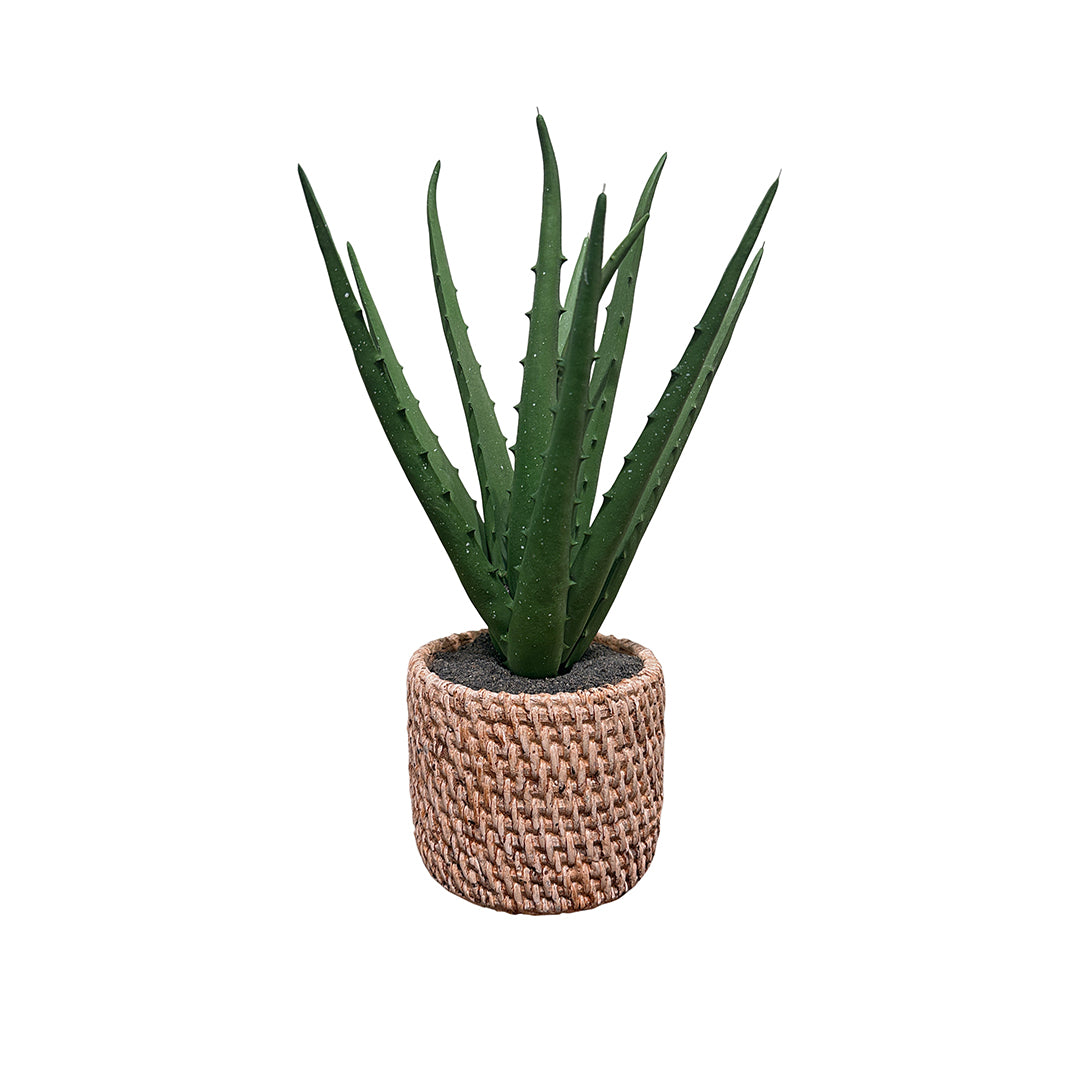 Aloe in Weave Pot