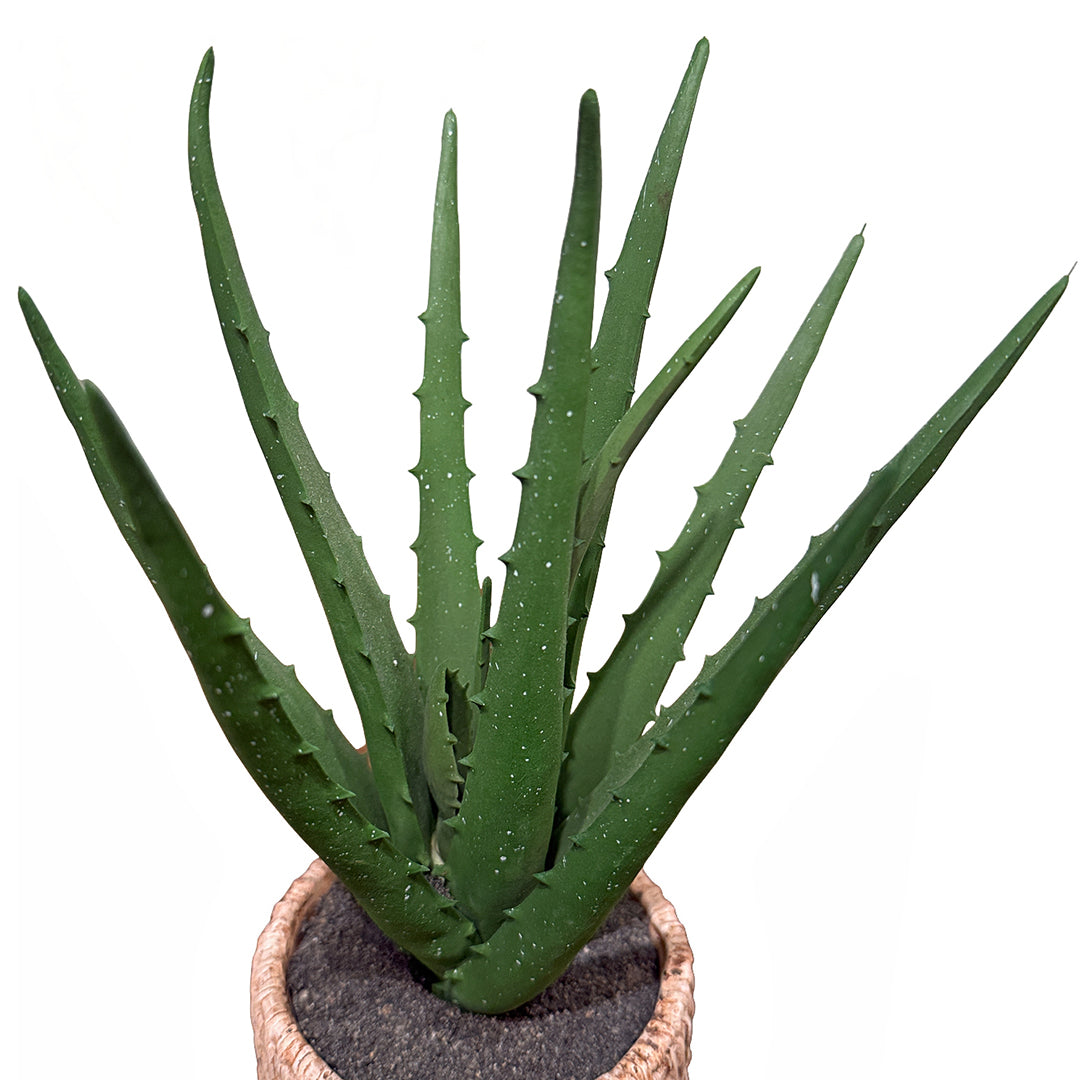 Aloe in Weave Pot
