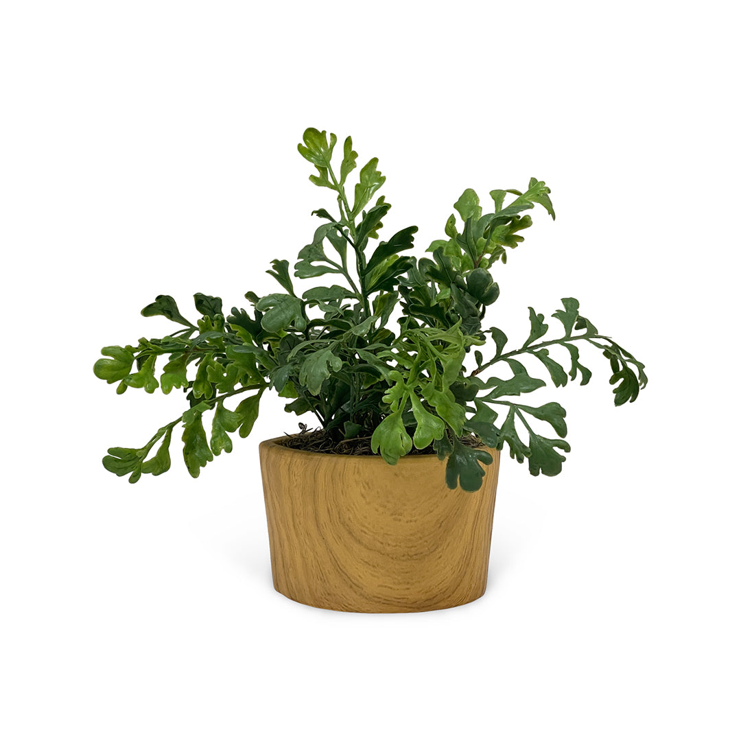 Assorted Greenery in Ceramic Vase
