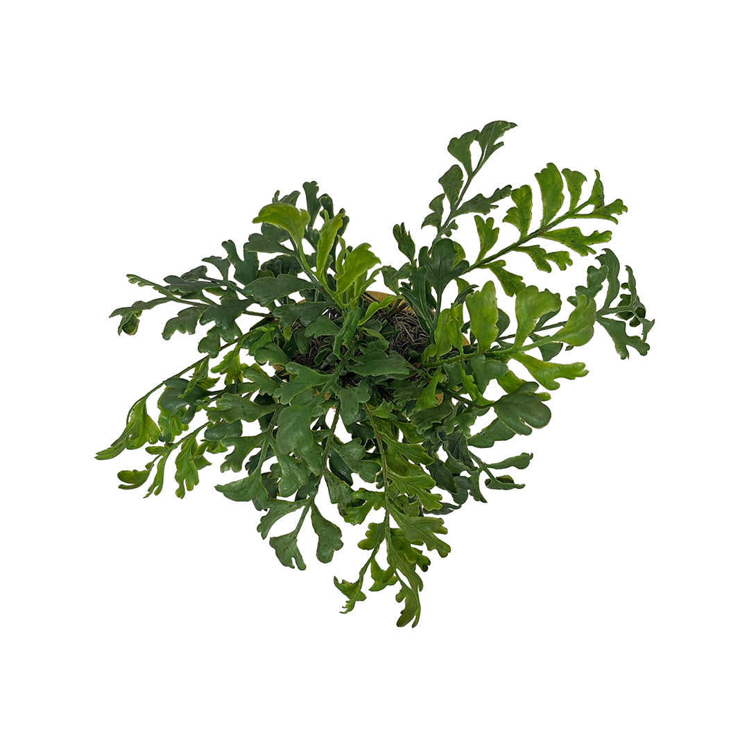 Assorted Greenery in Ceramic Vase