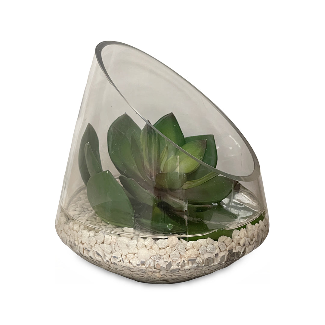 Echeveria in Glass