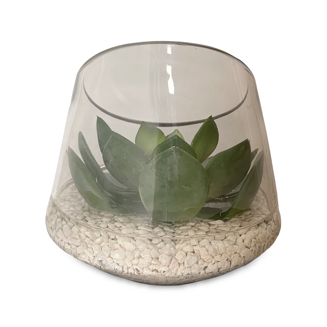 Echeveria in Glass