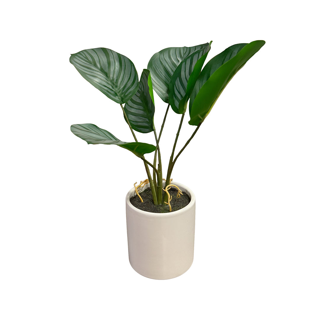 Fiddle Leaf Tree In White Pot