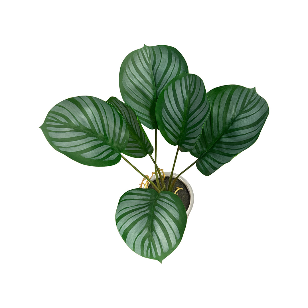 Fiddle Leaf Tree In White Pot