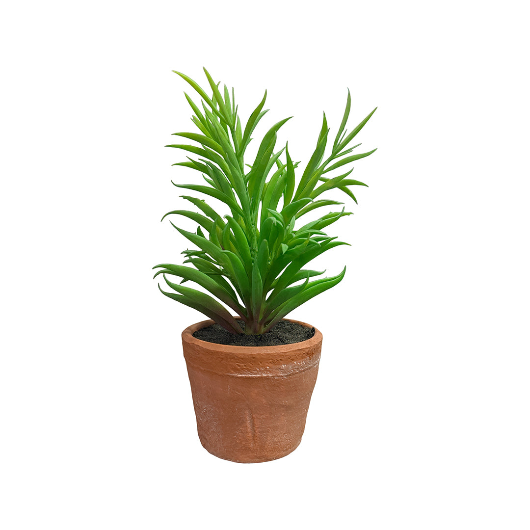 Needle Succulent
