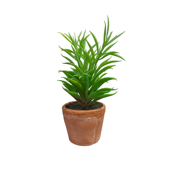 Needle Succulent