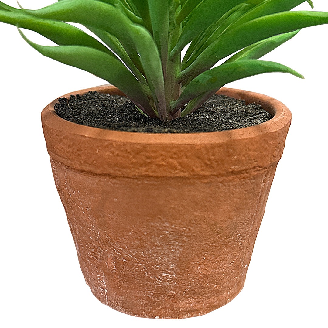 Needle Succulent