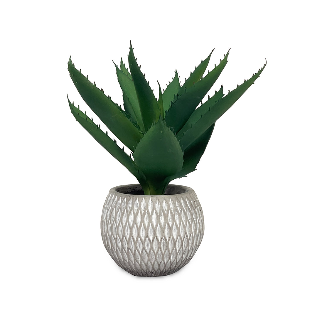 Succulent in Round Pot