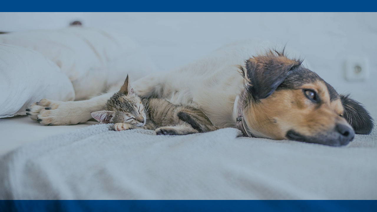 How To Buy Pet-Friendly Furniture: 2025 Guide