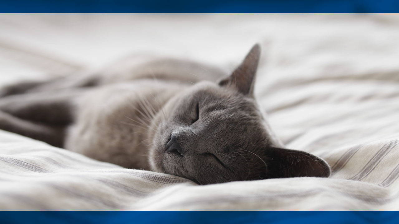 6 Ways That A Good Night’s Sleep Will Make Your Day Better