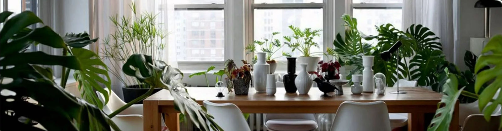 Plants & Foliage
