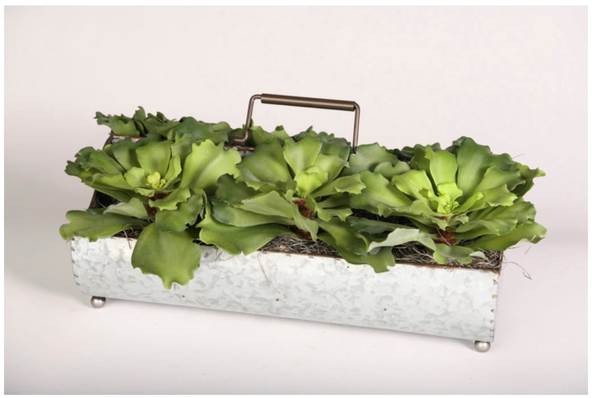 Green Succulents in Metal Planter