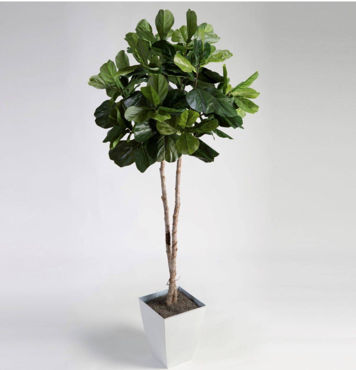 Fiddle Leaf Fig Tree in Metal Container - 7 Ft