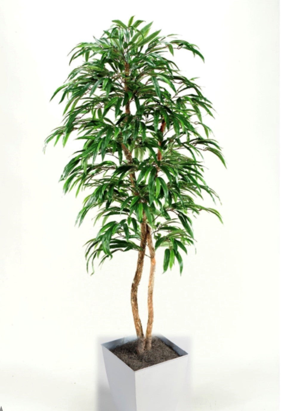 Weeping Ficus Tree in Metal Container - 7 Ft