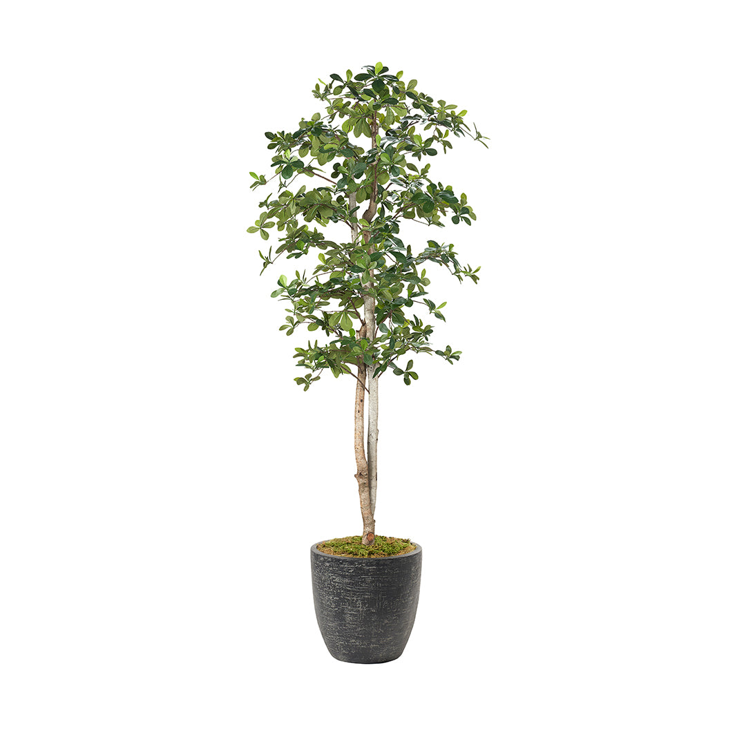 Sakaki Tree - 7ft