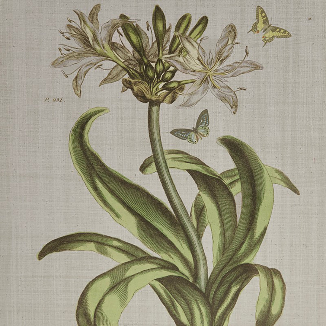 Herbal Botany (Set of 4)