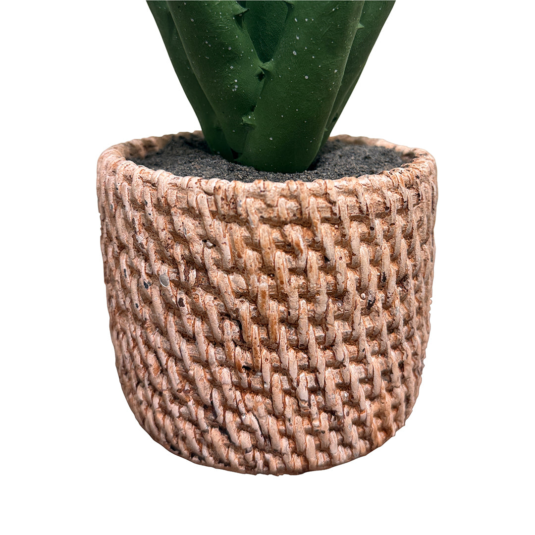 Aloe in Weave Pot