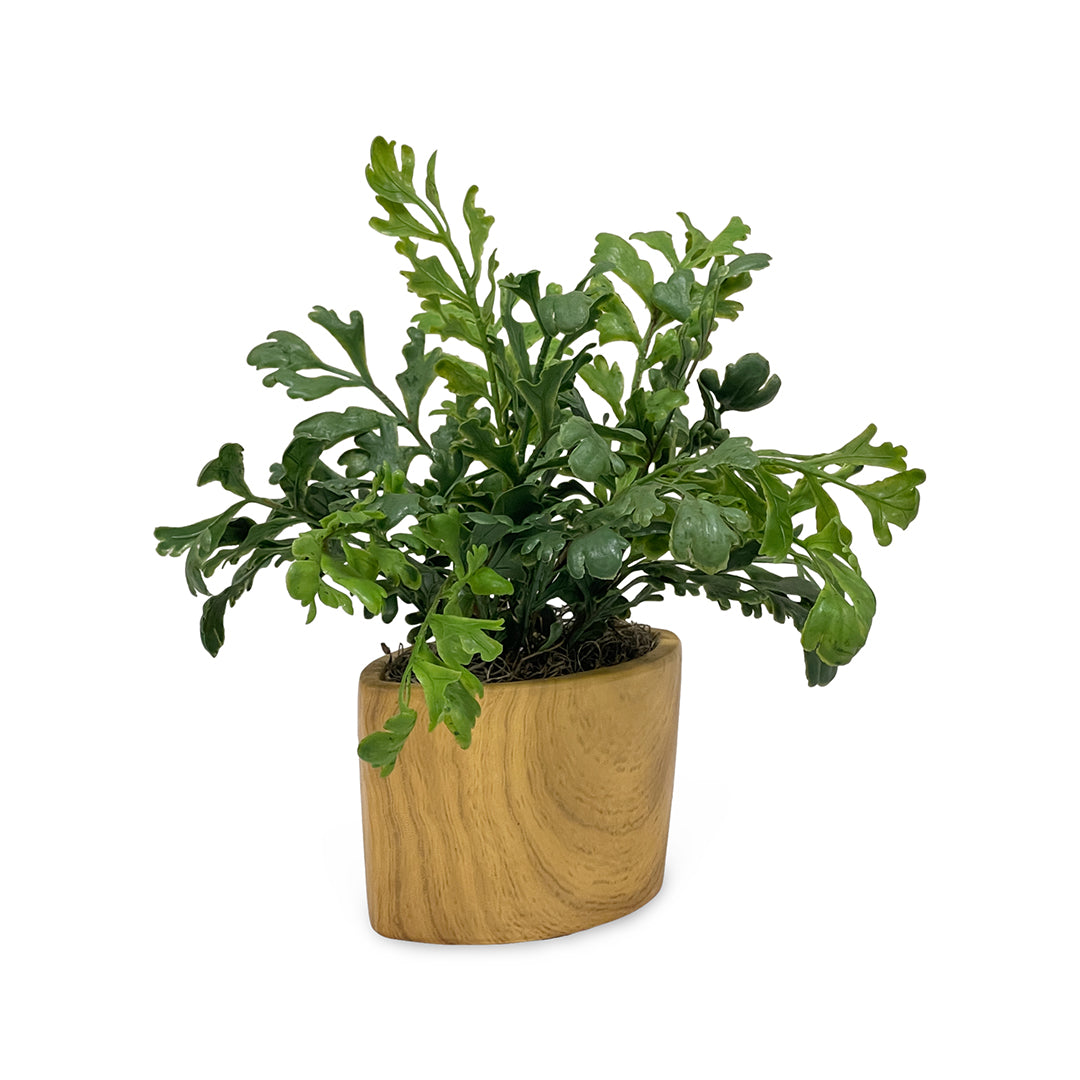 Assorted Greenery in Ceramic Vase
