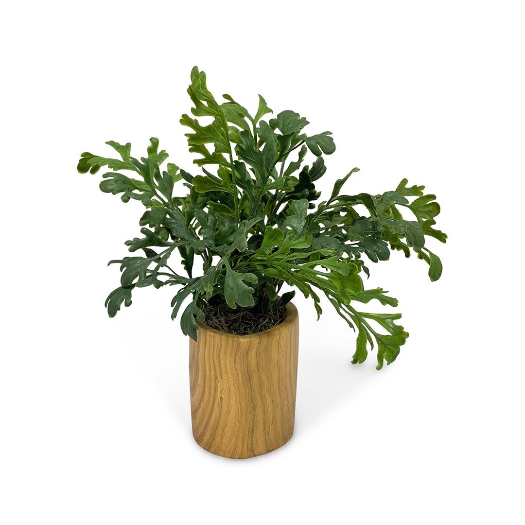 Assorted Greenery in Ceramic Vase