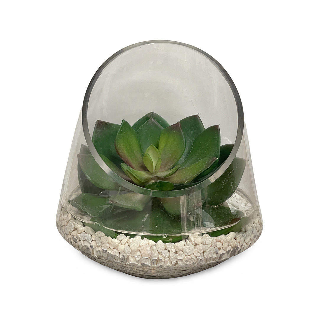 Echeveria in Glass