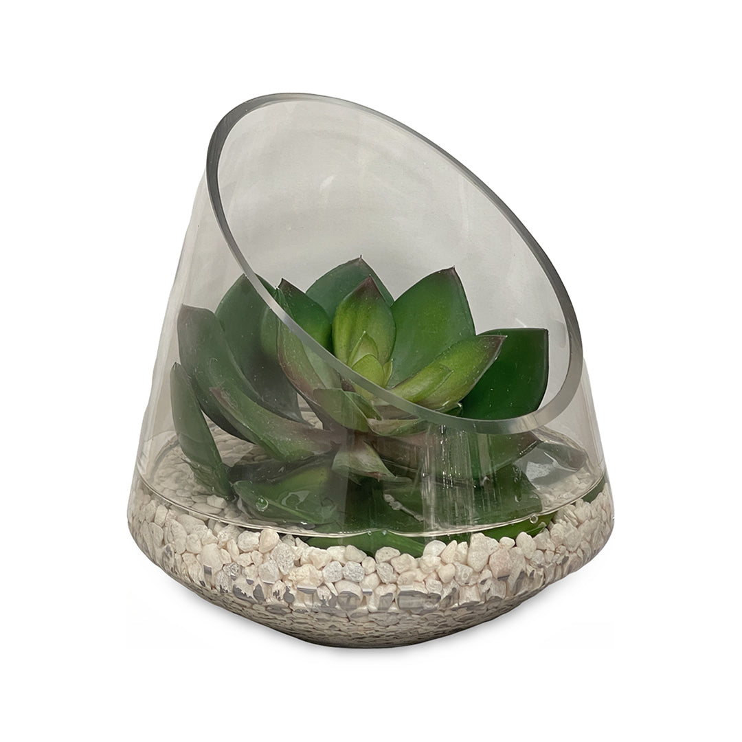 Echeveria in Glass