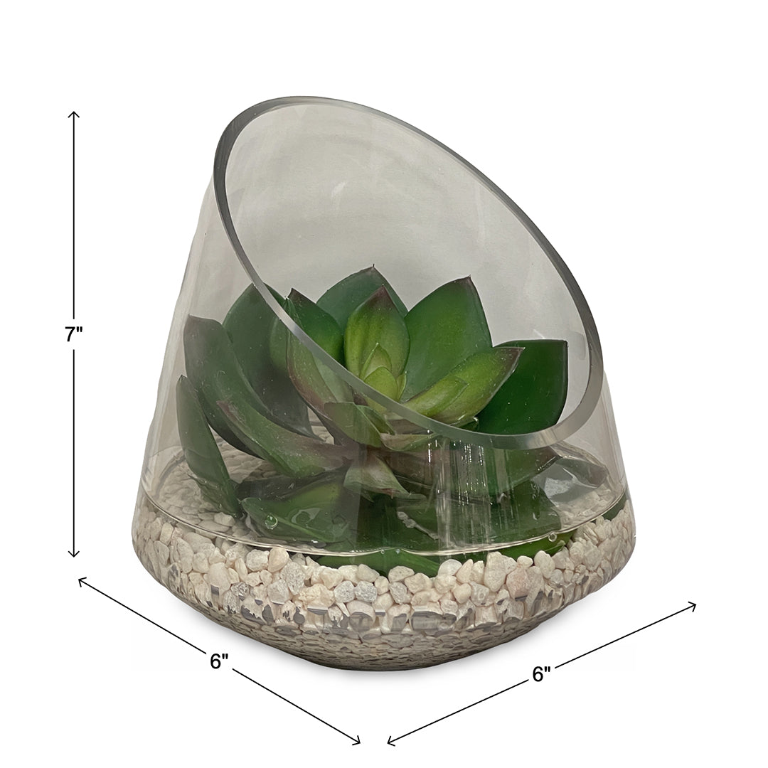 Echeveria in Glass