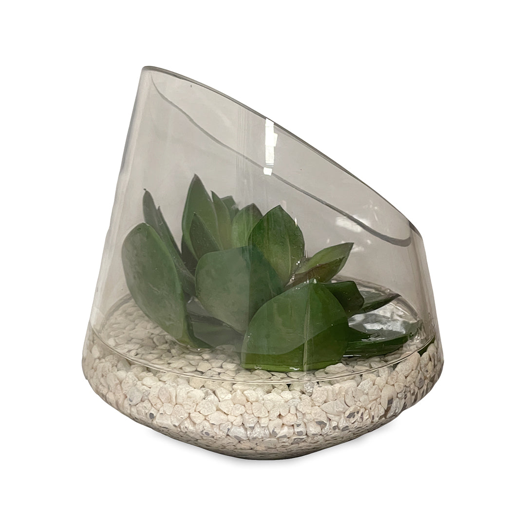 Echeveria in Glass