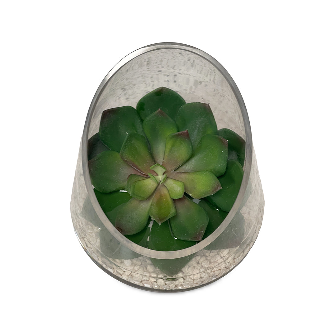 Echeveria in Glass