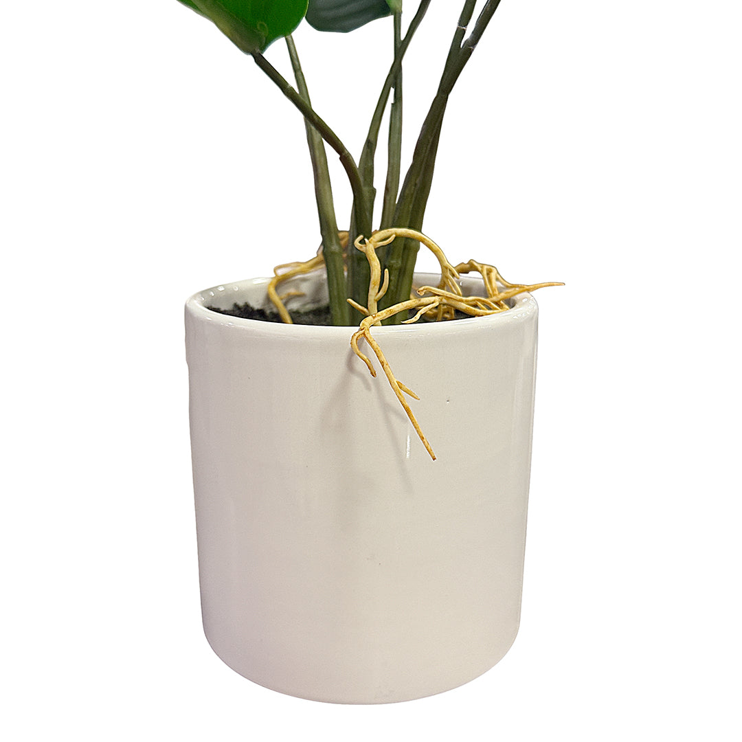 Fiddle Leaf Tree In White Pot