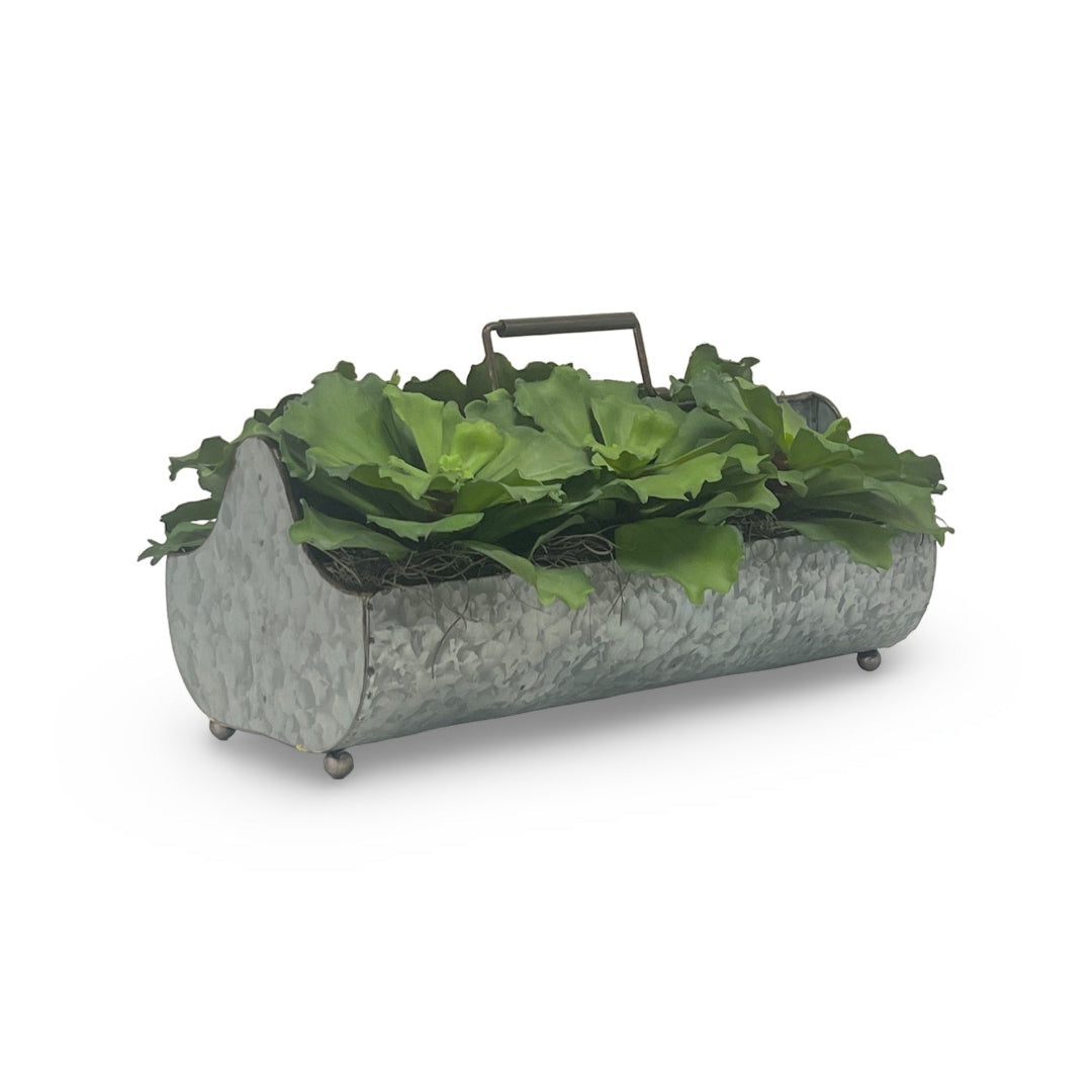 Green Succulents in Metal Planter