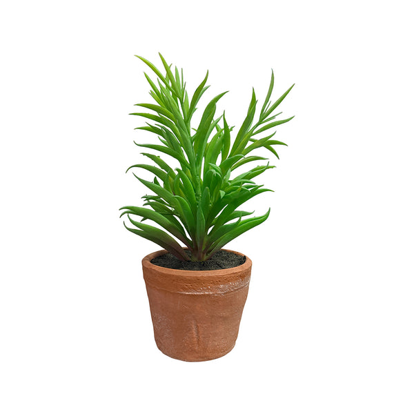 Needle Succulent