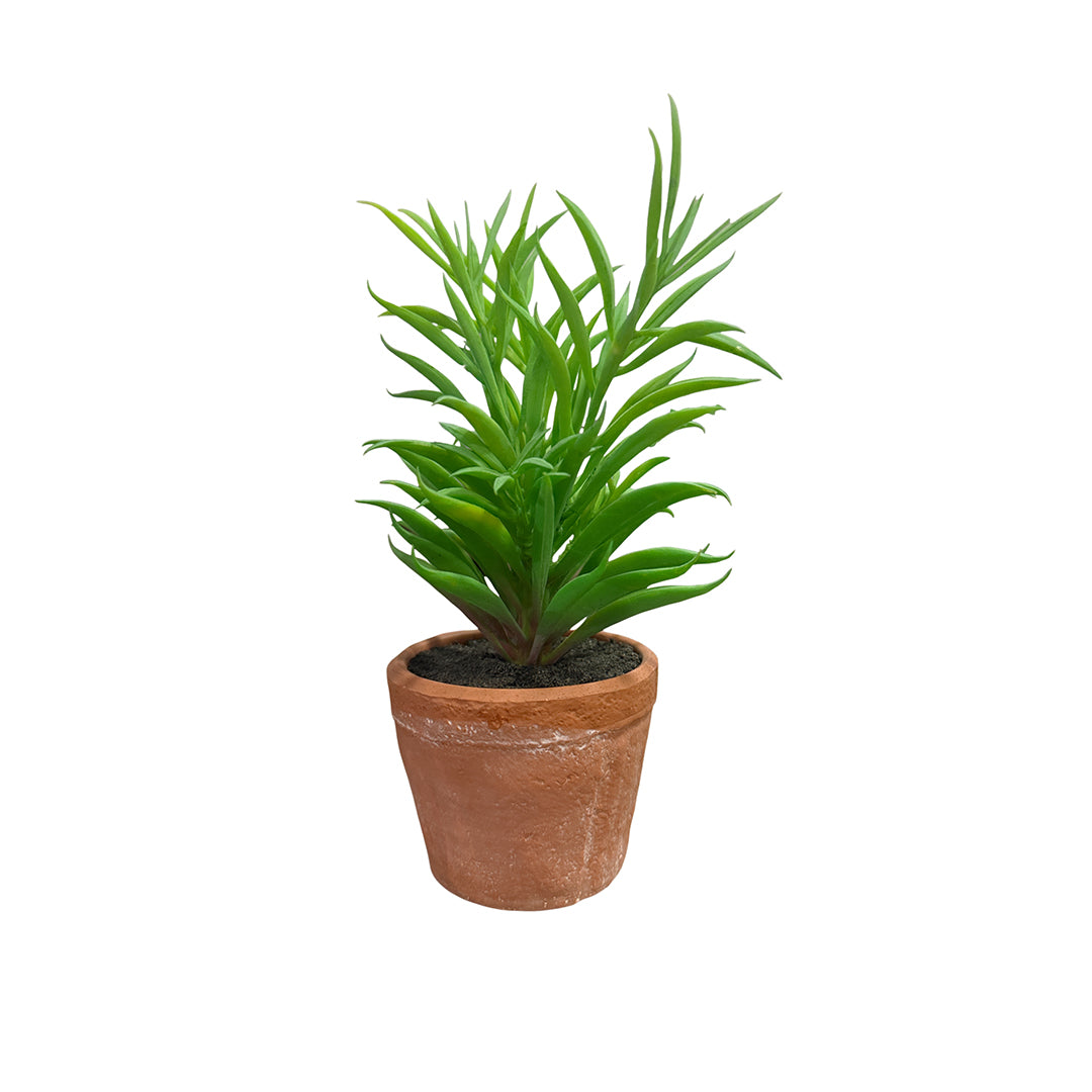 Needle Succulent