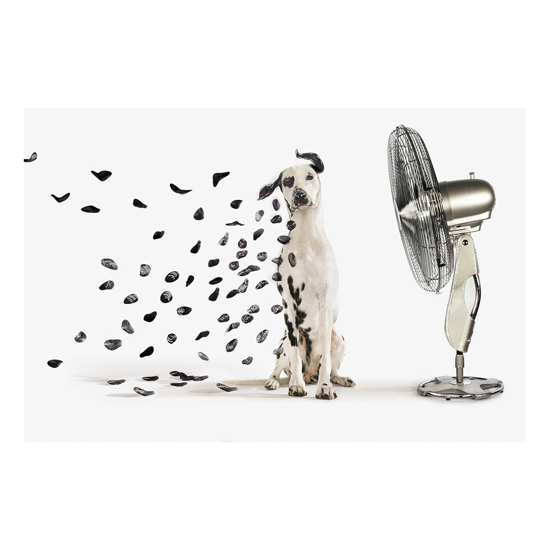 Dalmation