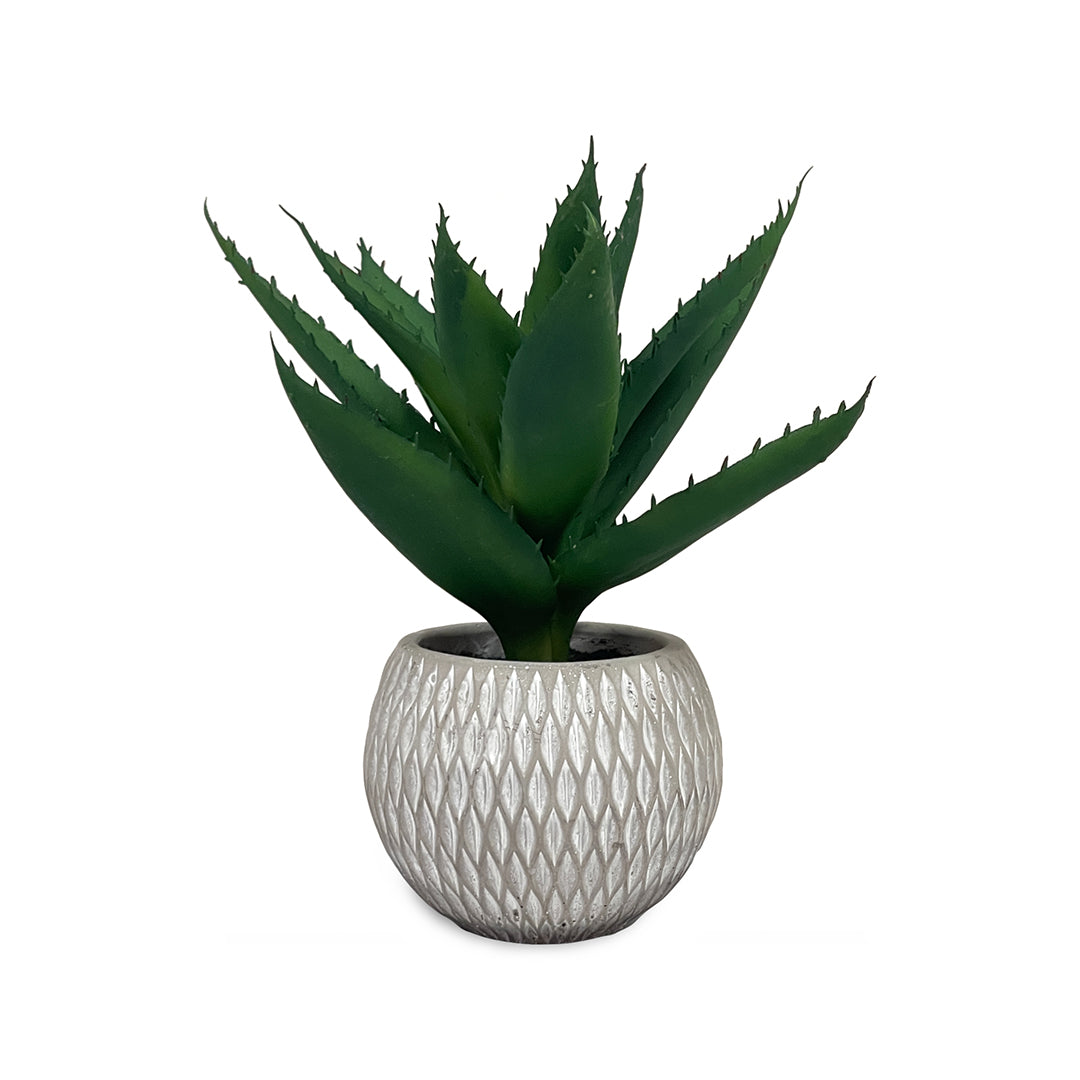 Succulent in Round Pot