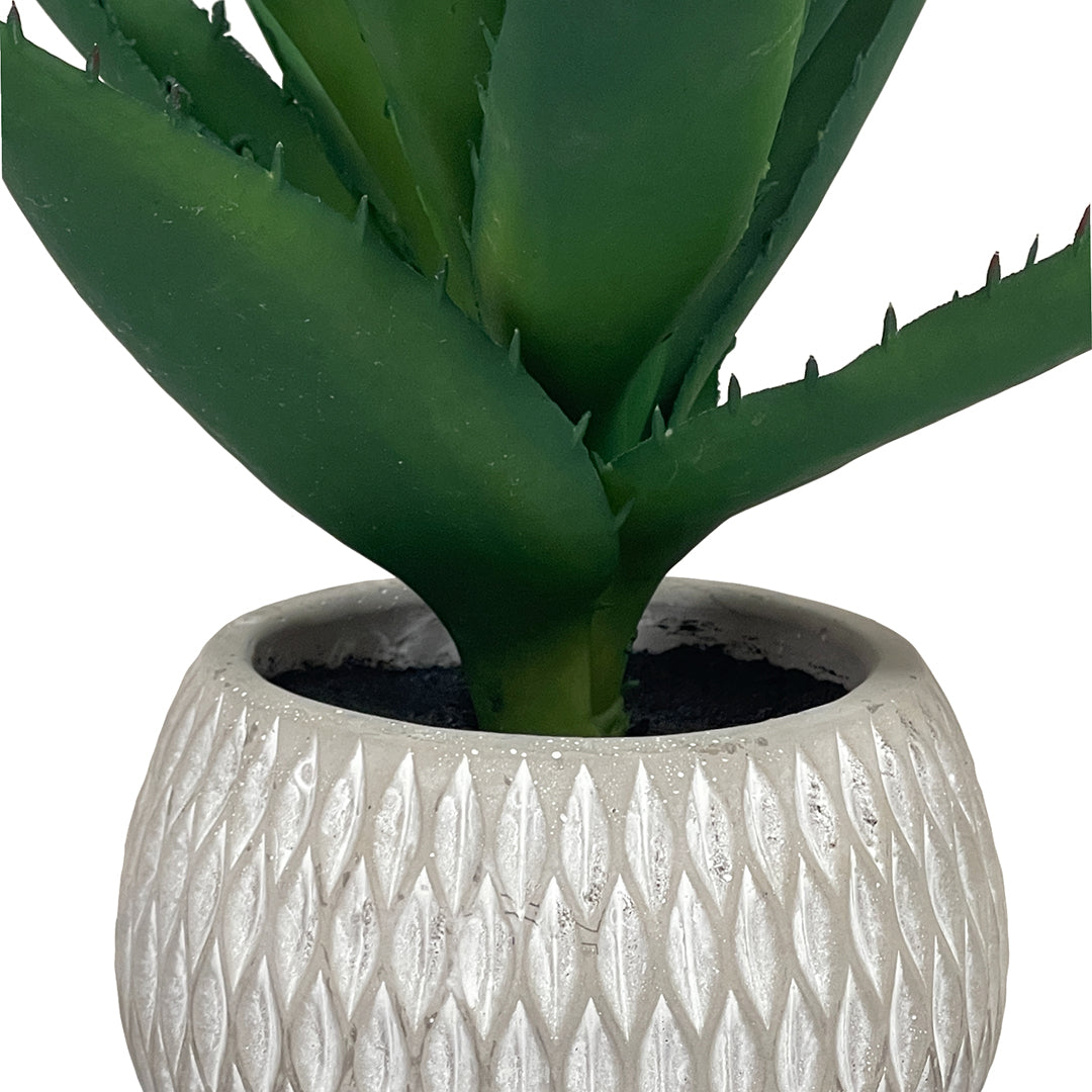 Succulent in Round Pot