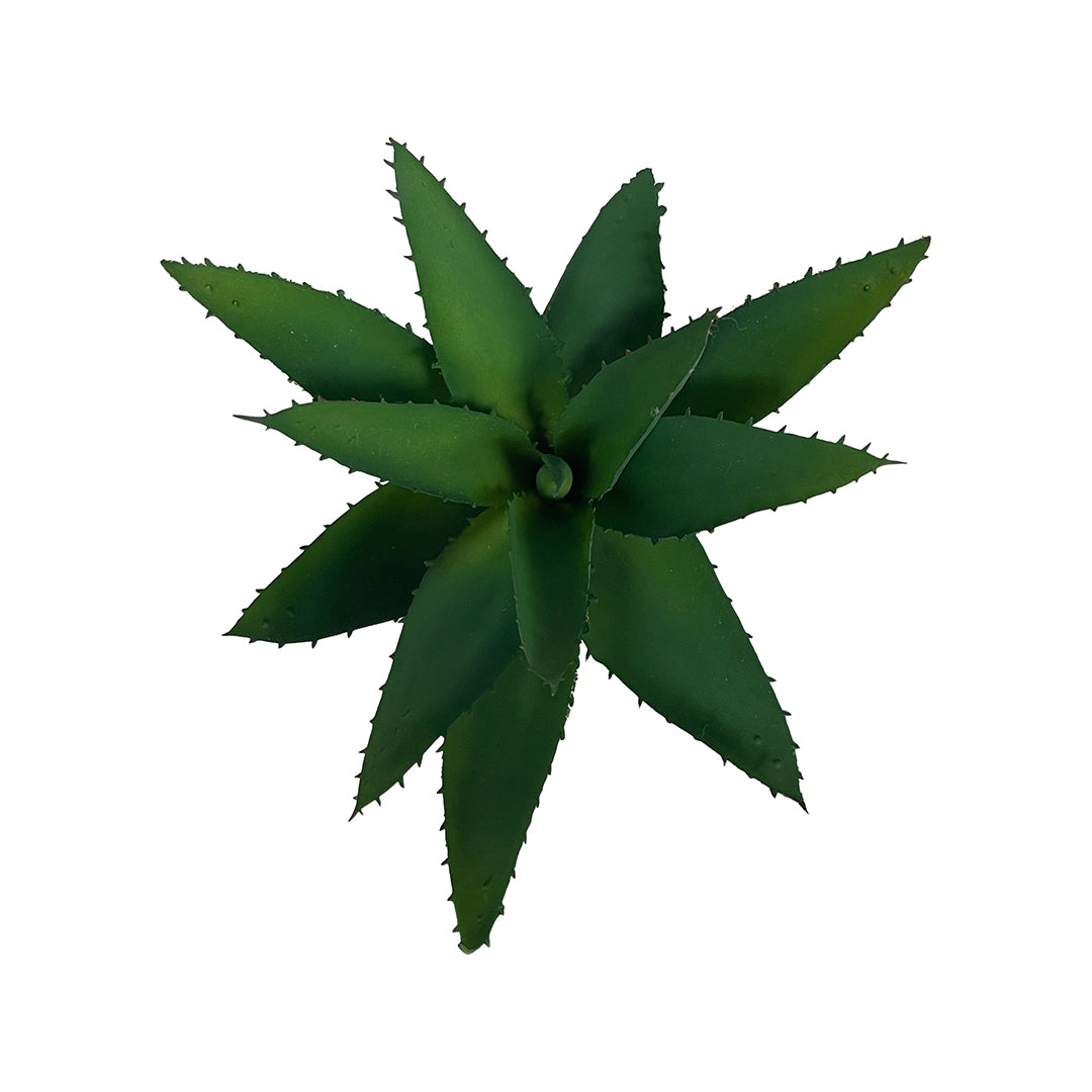 Succulent in Round Pot