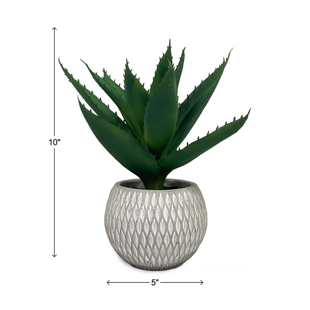 Succulent in Round Pot