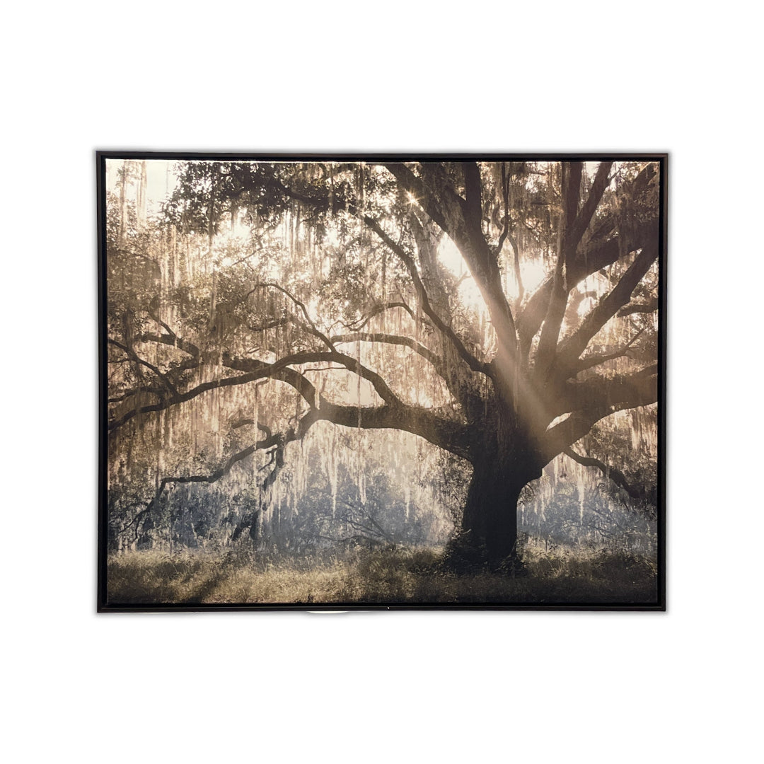 Virginia Oak