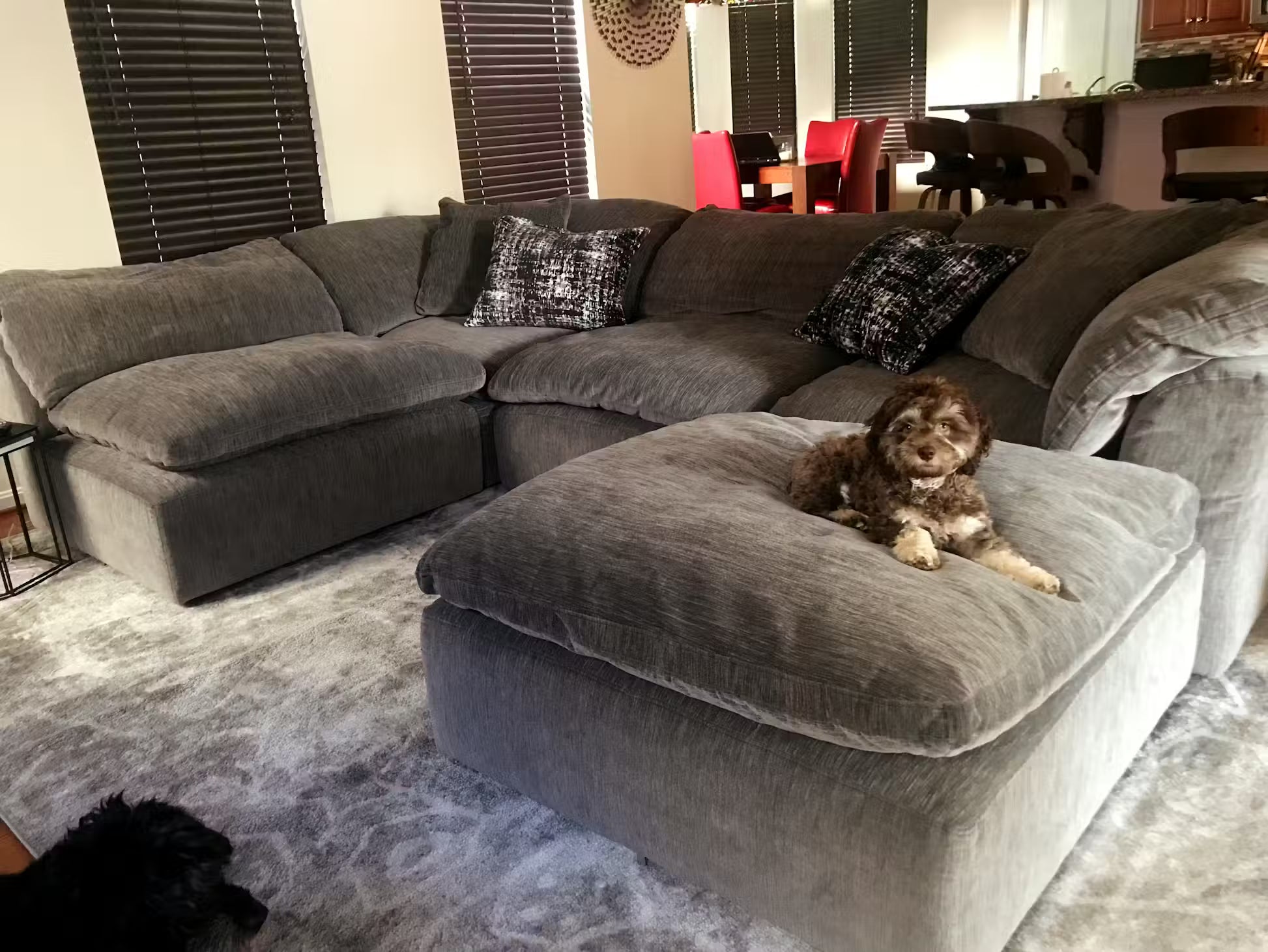 Joybird Bryant couch with happy customer dog