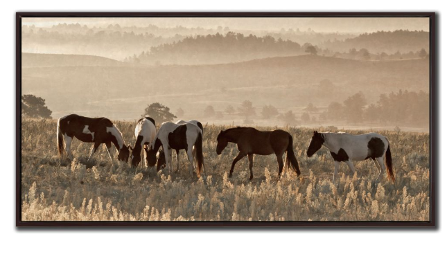 Wild Horse Sanctuary