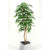 Weeping Ficus Tree in Metal Container - 7 Ft